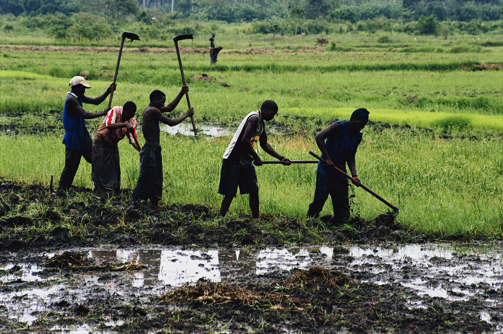 Expanding Rice Production Project Erpp Global Agriculture And Food