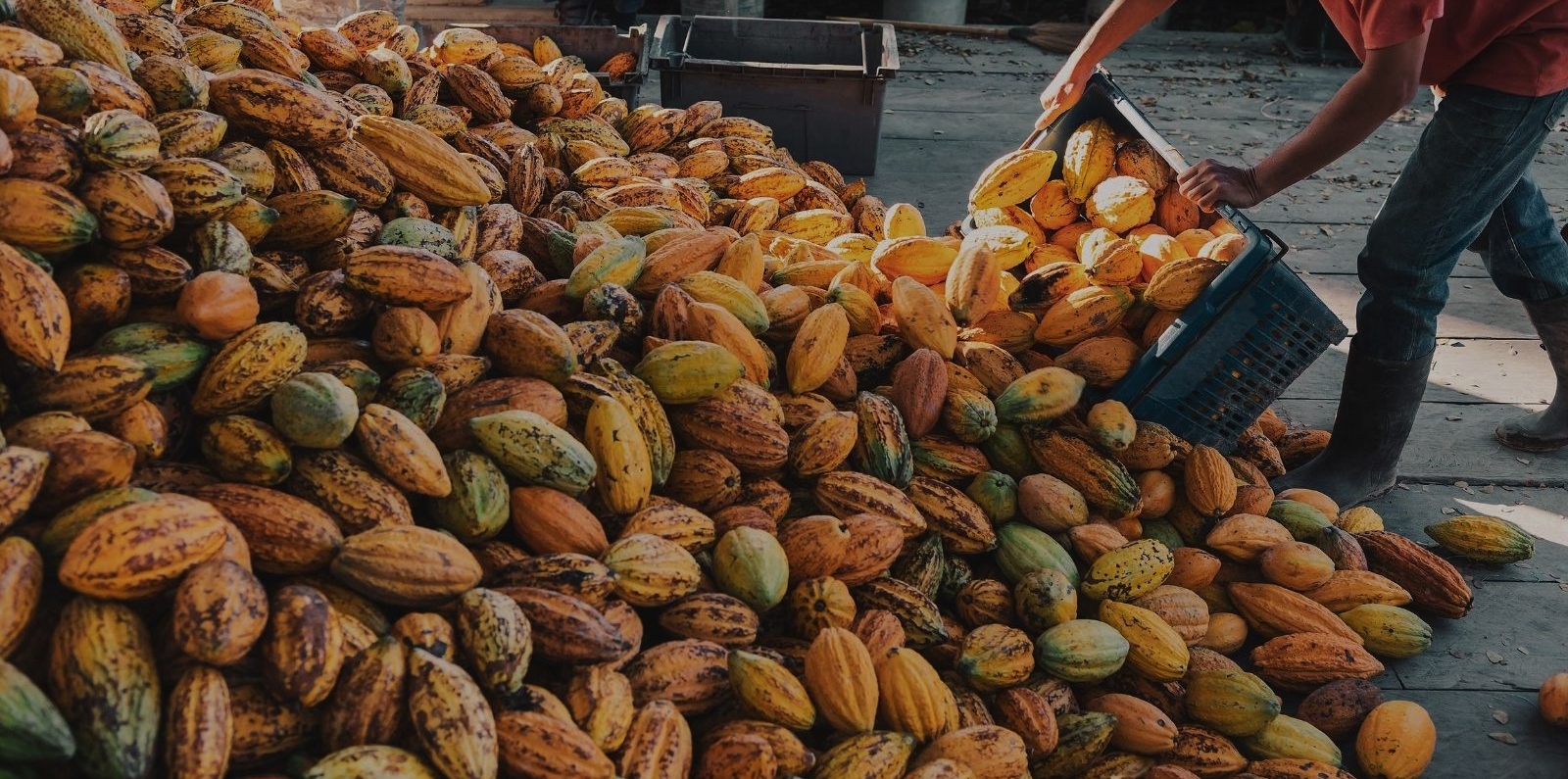 producer with cocoa fruits