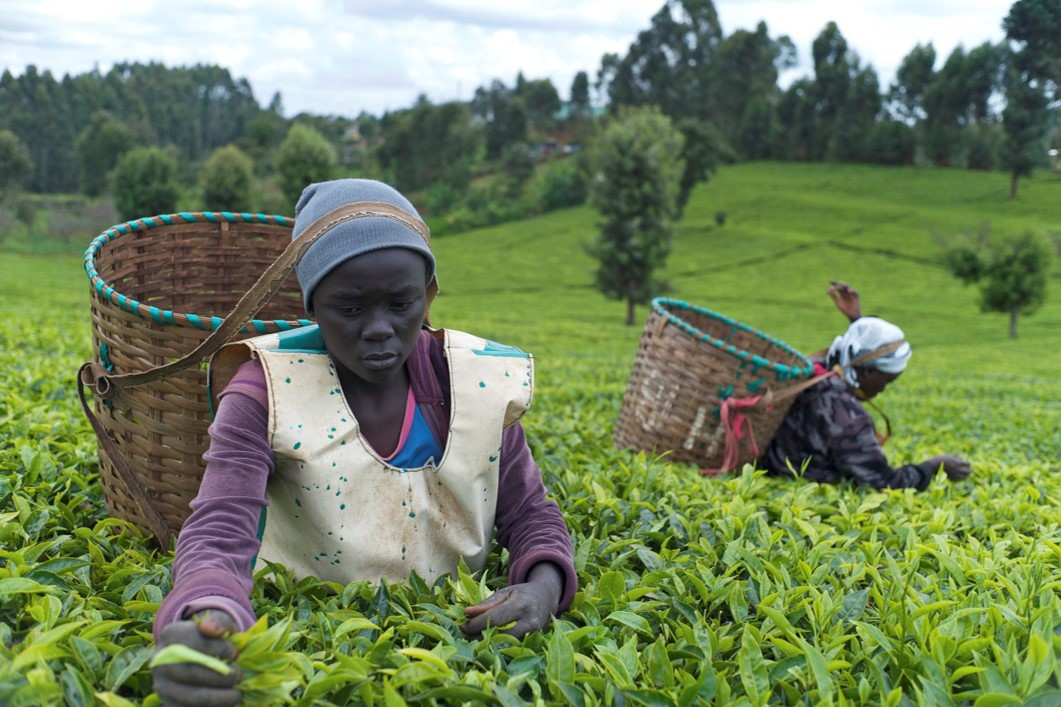 KTDA: A Climate-smart Solution to Supporting the Tea Industry in East ...