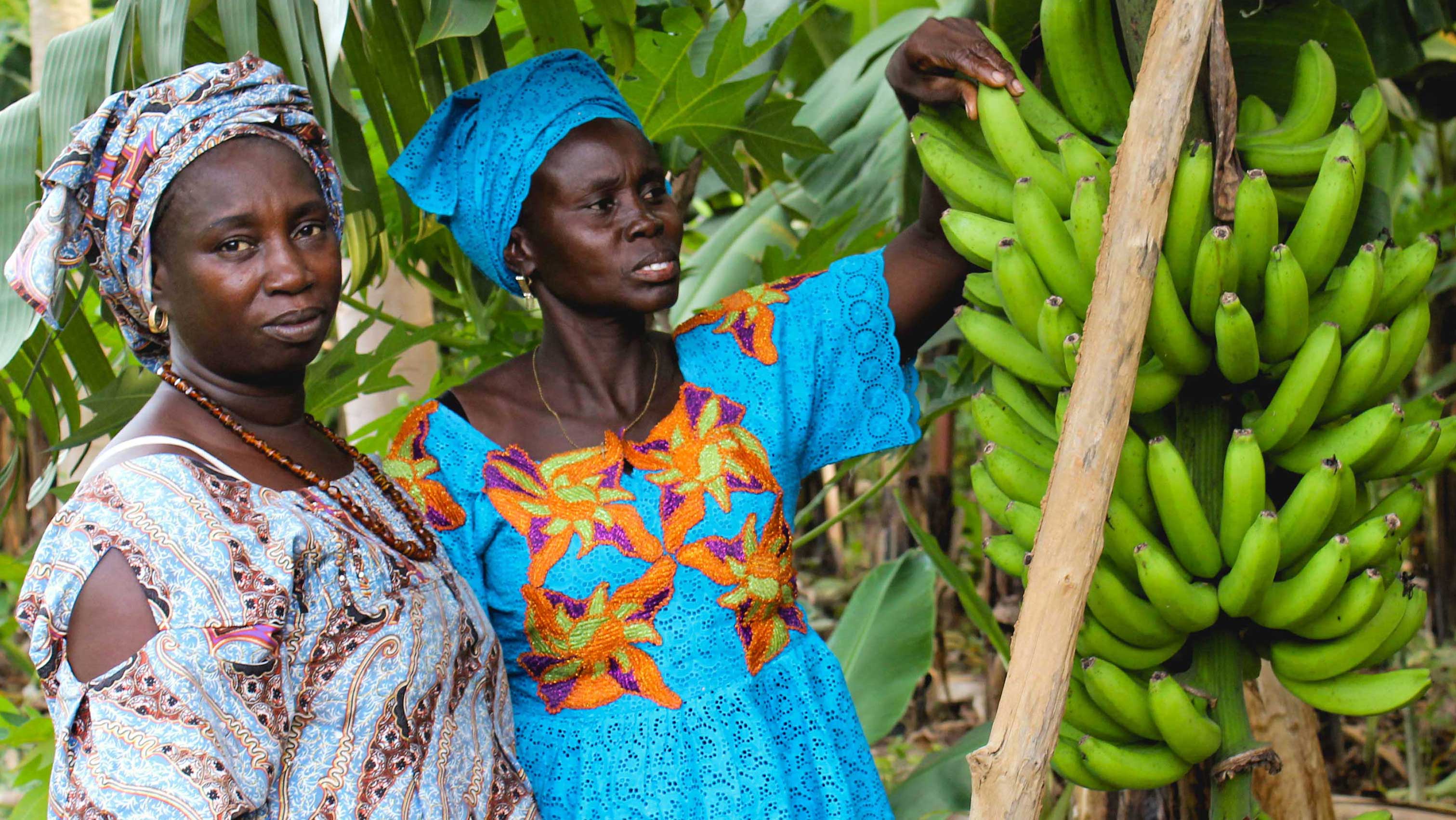 Helping Producer Organizations Boost Agriculture in Senegal | Global ...