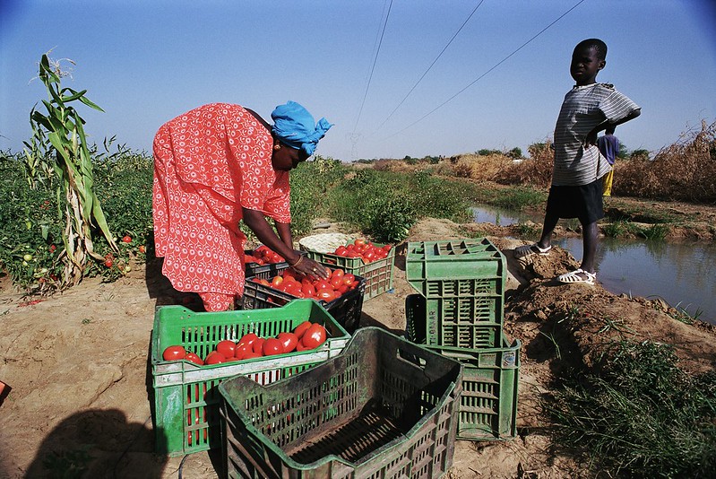 Harvesting tomatoes. Senegal. Photo: Scott Wallace / World Bank