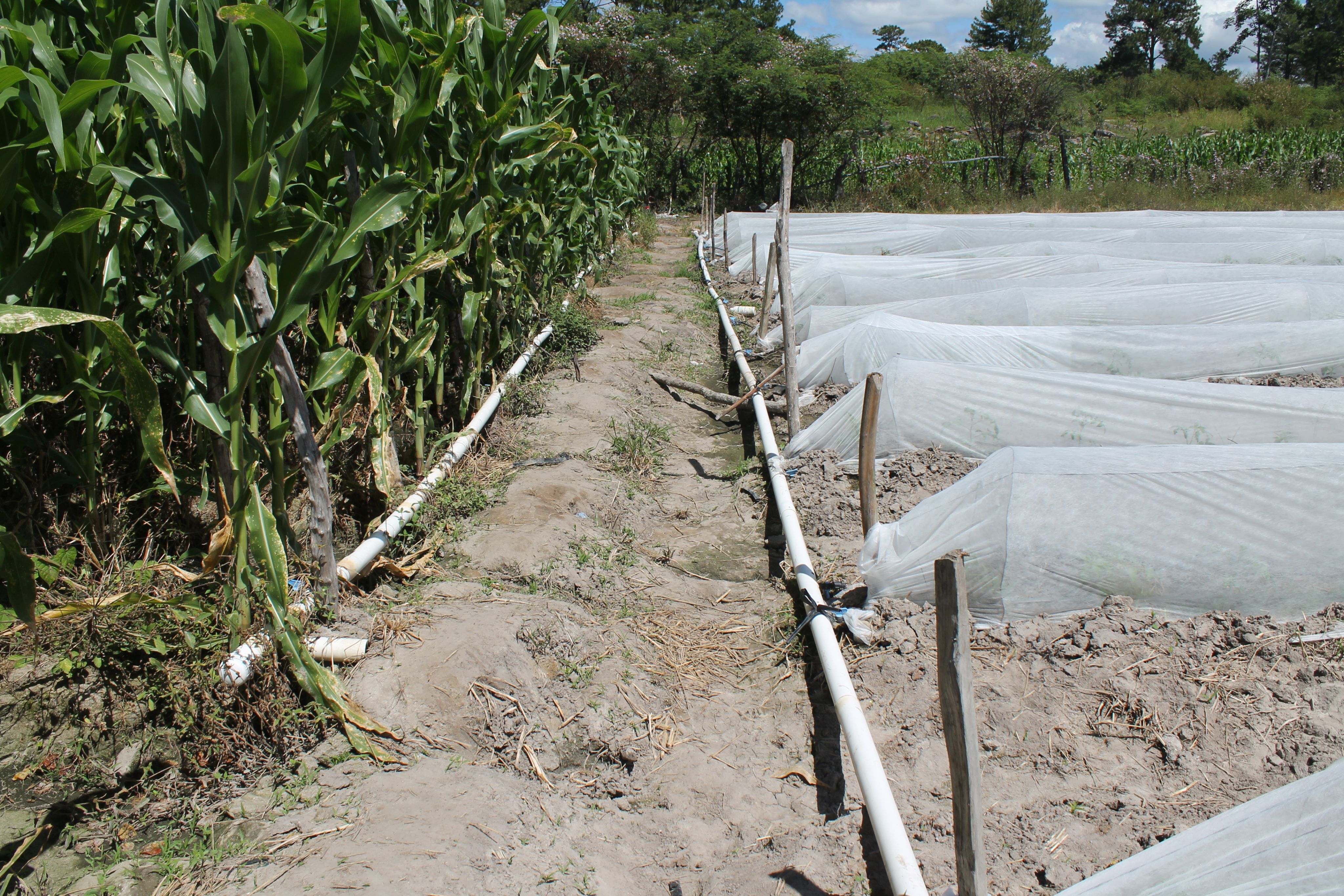 Marvin Giovanni Suniga has an irrigation system so he can water his crops even when the rains donât come.Â 