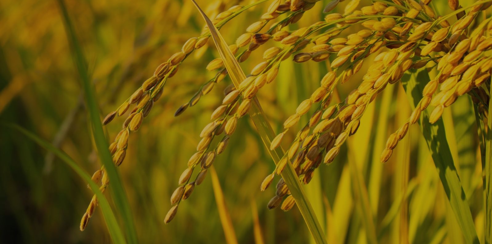 Golden rice paddy