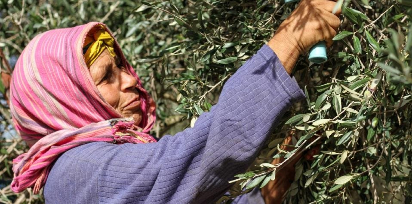 Woman harvesting an olive tree