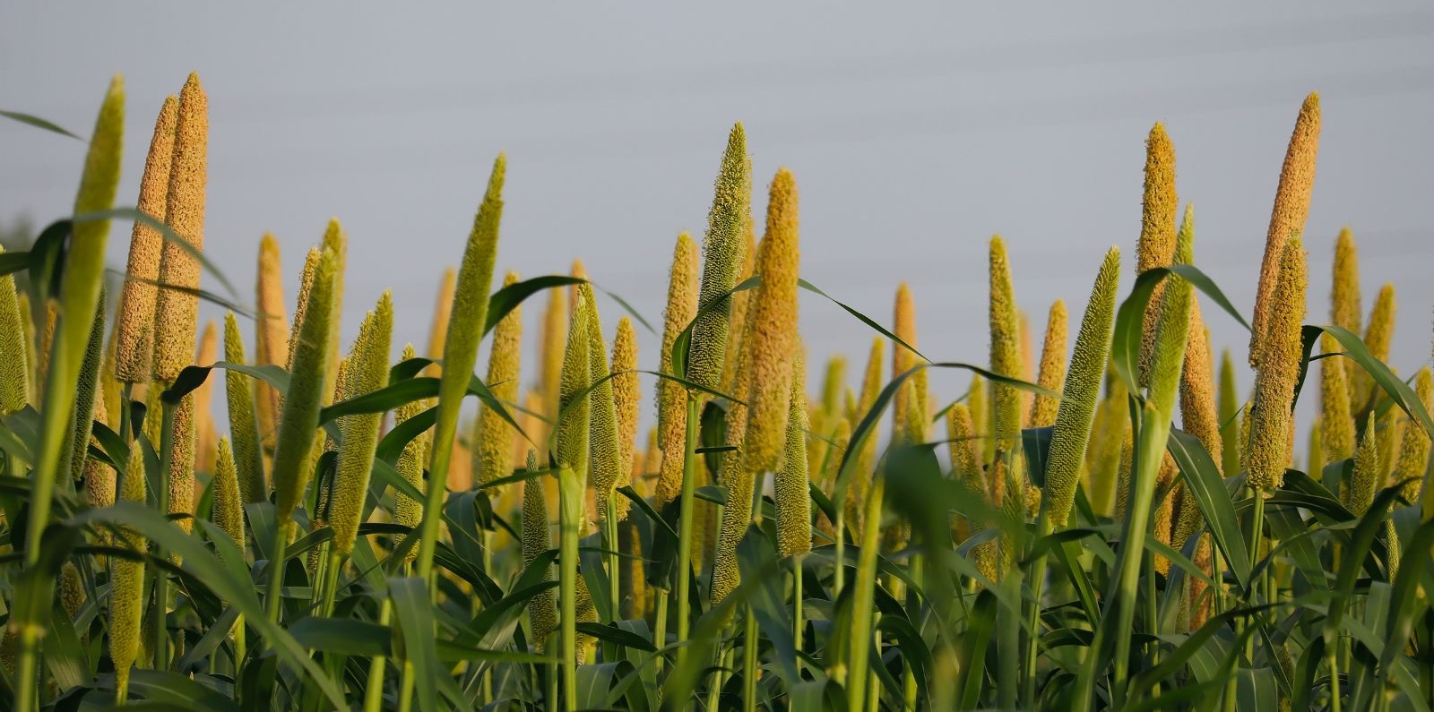 rice fields