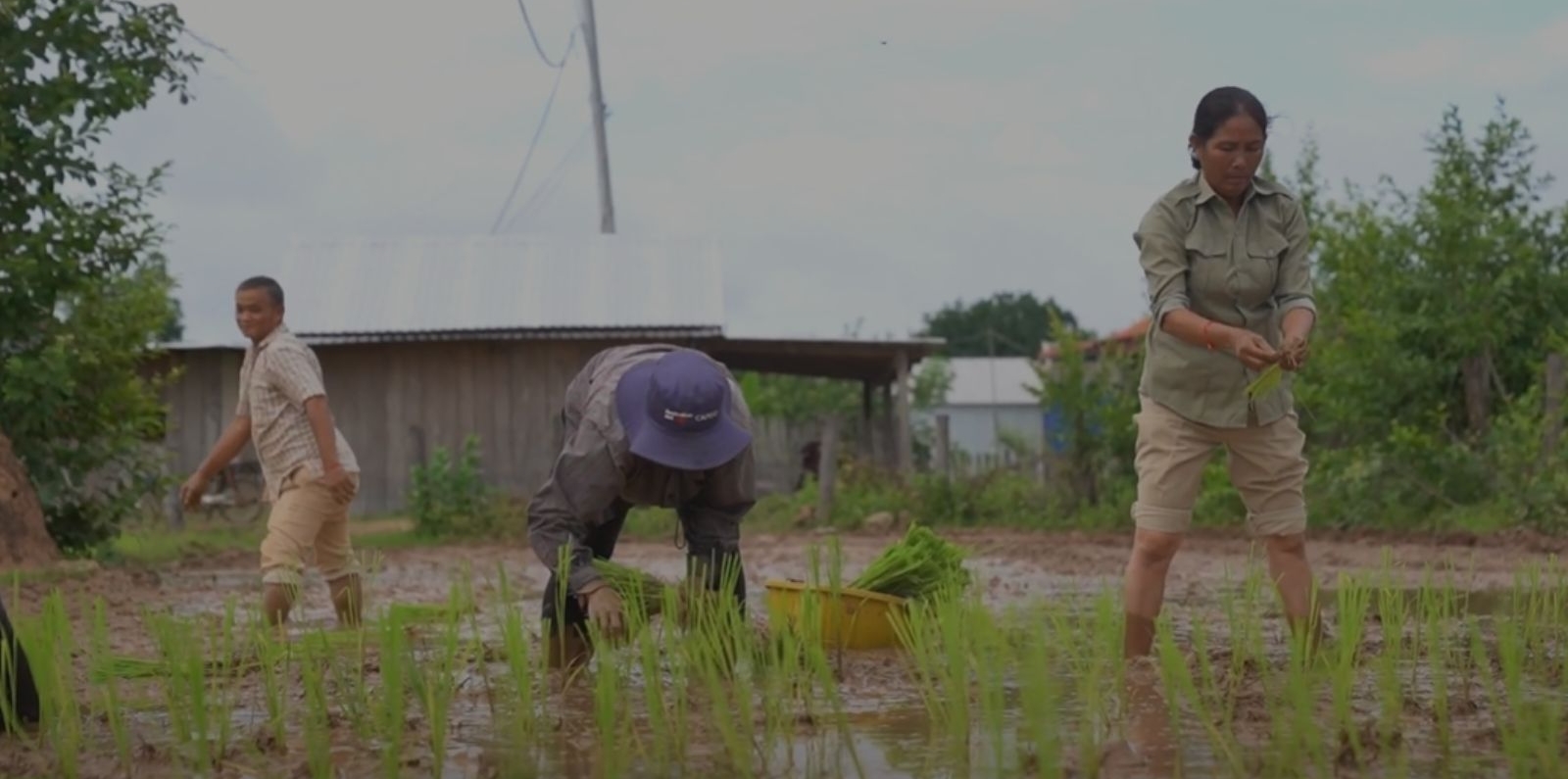 farmers in cambodia