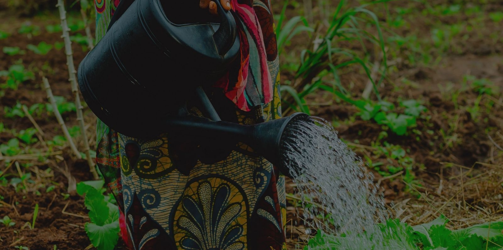 Woman Watering Plants in Tanzanian Farm