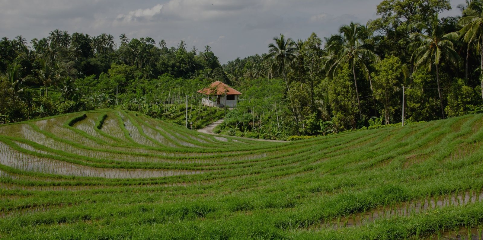 rice paddies