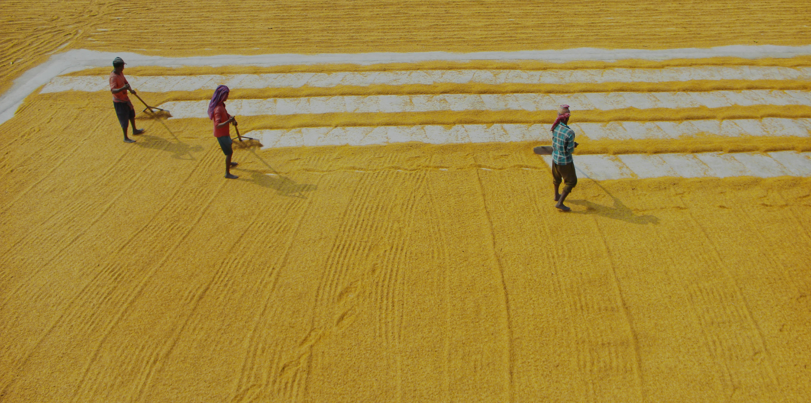 Aerial Footage of Farmer plowing Grains