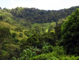 coffee plantation