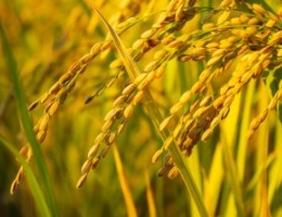 Golden rice paddy