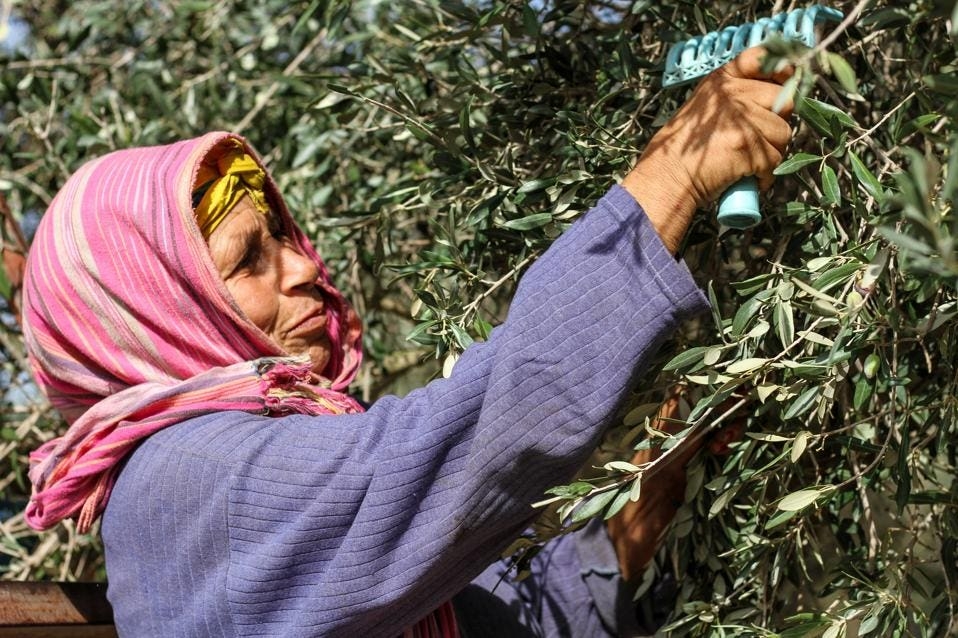 Woman harvesting an olive tree