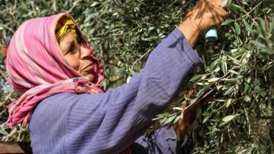 woman harvesting olive tree