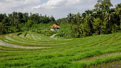 rice paddies