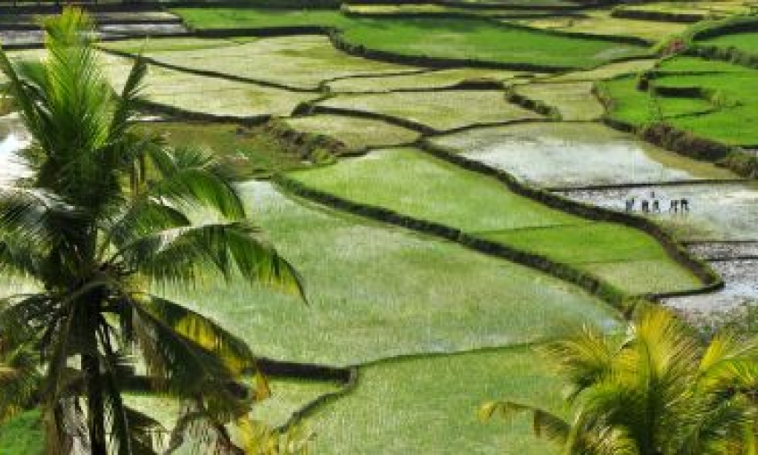 rice fields